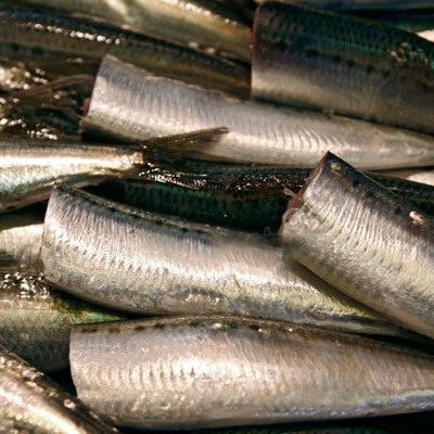 MACKEREL-sans-tete